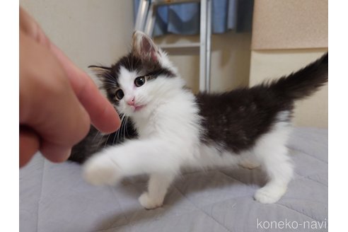 販売中の埼玉県のノルウェージャンフォレストキャット-118662の6枚目